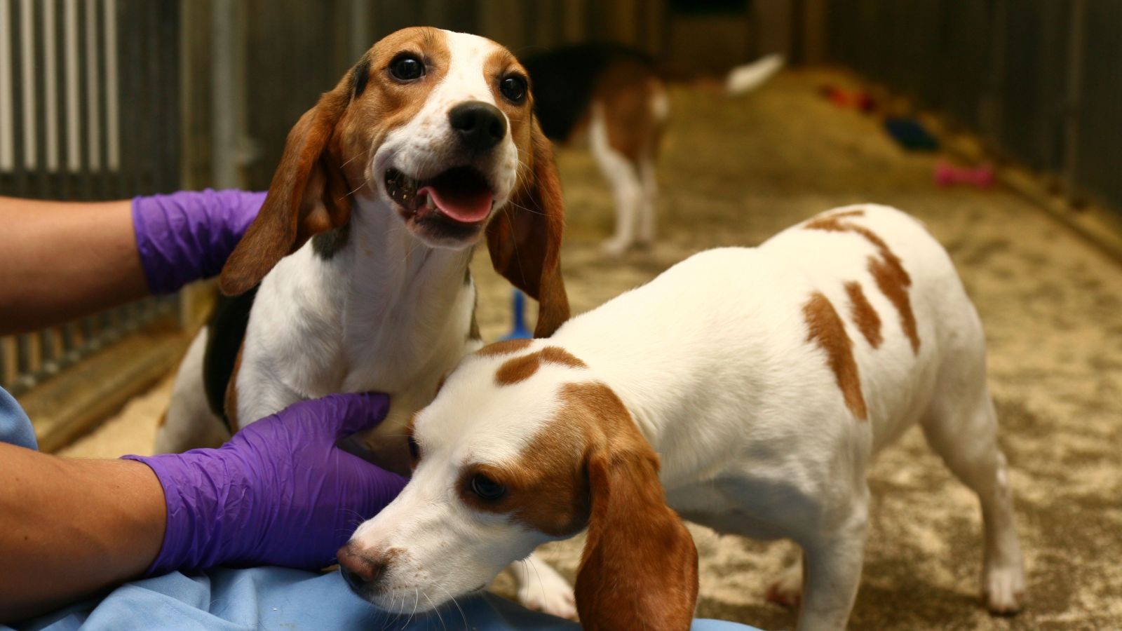 scientist name of dog