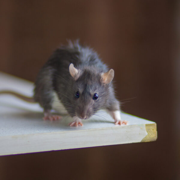 How Are Rodents Entering Your Home?