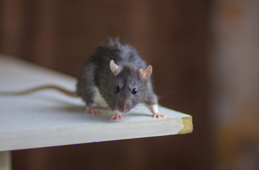How Are Rodents Entering Your Home?