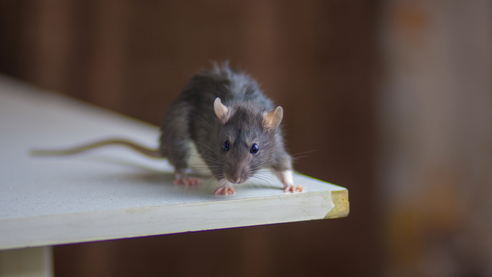 Rodents